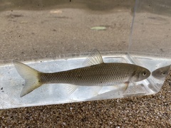 Semotilus corporalis