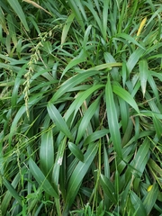 Setaria megaphylla