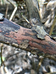 Hypoxylon rubiginosum