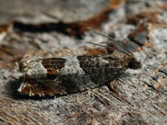 Ancylis achatana