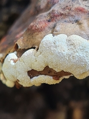 Trichoderma pulvinatum