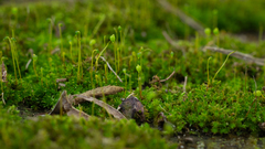 Ptychostomum capillare