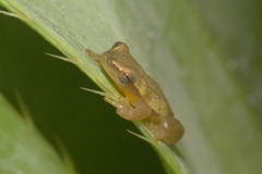 Dendropsophus