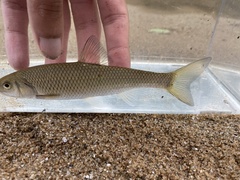 Semotilus corporalis