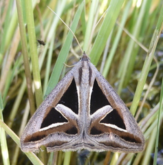 Trigonodes exportata