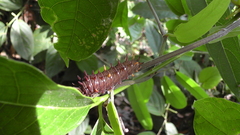 Battus polydamas