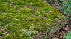 Ptychostomum capillare