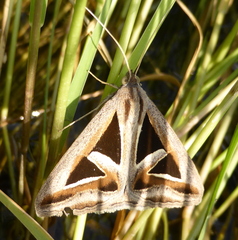 Trigonodes exportata