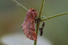 Ptilophora plumigera