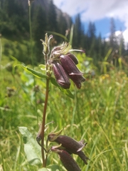 Penstemon whippleanus