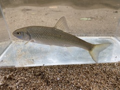 Semotilus corporalis