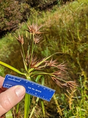 Rhynchospora macrostachya