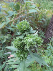 Procecidochares atra