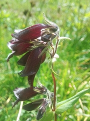 Penstemon whippleanus