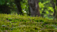 Ptychostomum capillare