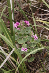 Pelargonium cucullatum strigifolium