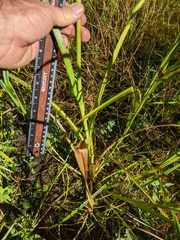 Rhynchospora macrostachya