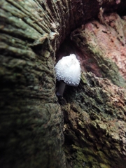 Coprinopsis mitrispora