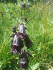 Penstemon whippleanus