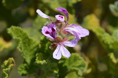 Pelargonium panduriforme