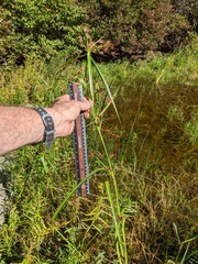 Rhynchospora macrostachya