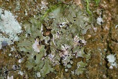 Melanohalea exasperatula