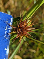 Rhynchospora macrostachya