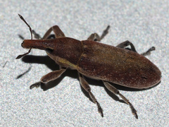 Lixus vilis