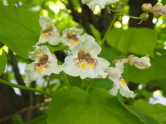 Catalpa bignonioides
