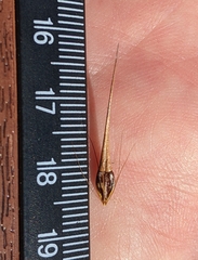 Rhynchospora macrostachya