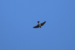Tachycineta bicolor