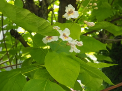 Catalpa bignonioides