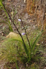 Aristea spiralis