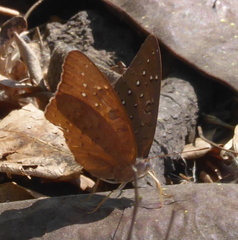 Hamanumida daedalus