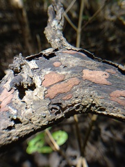 Hypoxylon rubiginosum