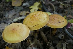 Suillus grevillei