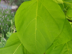Catalpa bignonioides