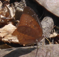 Hamanumida daedalus