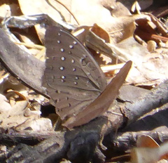 Hamanumida daedalus