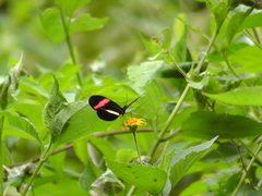 Heliconius erato