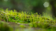 Ptychostomum capillare
