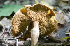 Suillus grevillei