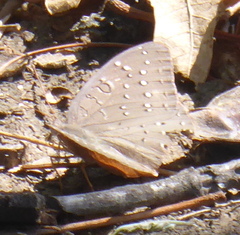 Hamanumida daedalus