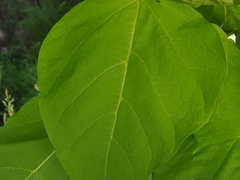 Catalpa bignonioides