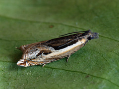 Ancylis apicella