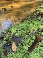 Azolla