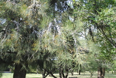 Casuarina equisetifolia