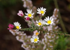 Polyarrhena reflexa reflexa