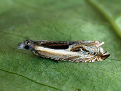 Ancylis apicella