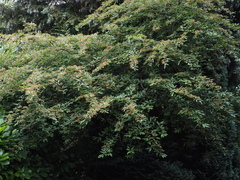 Cotoneaster salicifolius